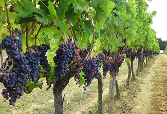 Grape Field