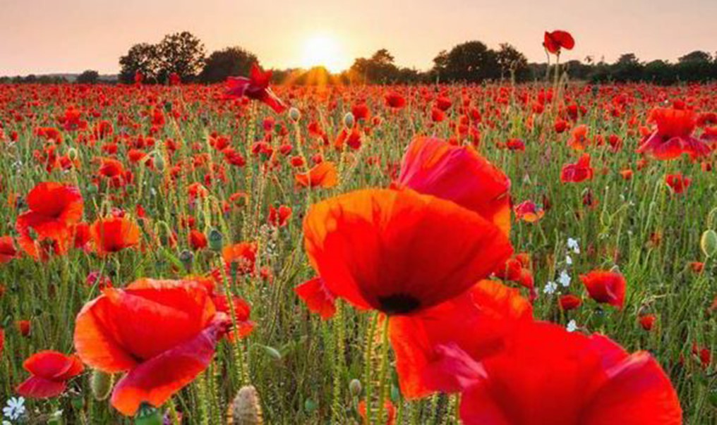 Poppies