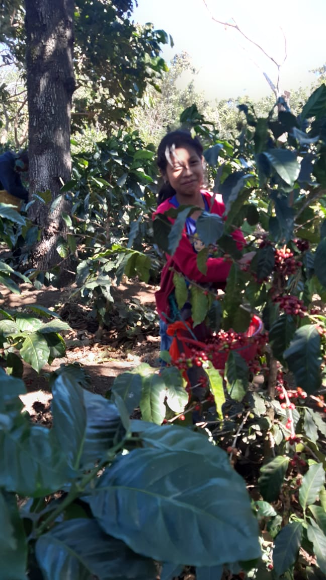 Collecting coffee beans