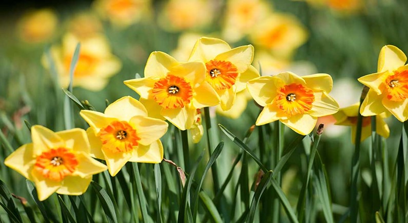 Daffodil Flowers