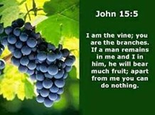 John 15 : 5 Grapes