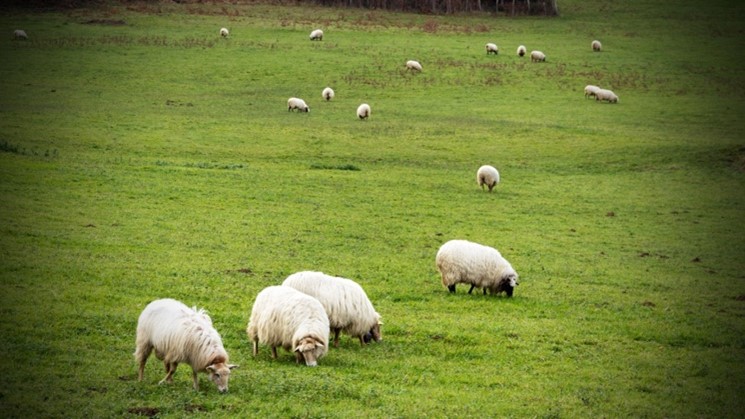 Field of Sheep